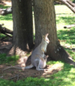 Interns in Australia